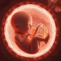 A medical illustration from a pregnancy week by week guide showing a developing fetus nestled inside the amniotic sac
